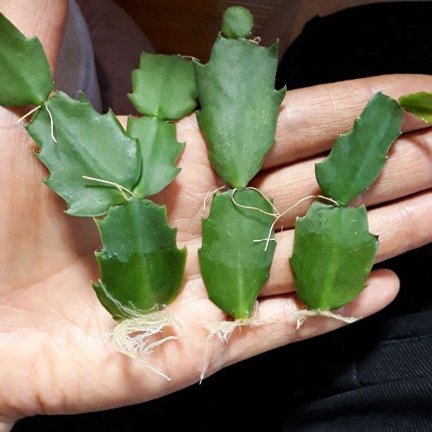 ゆう様♪バラ咲きデンマークカクタス