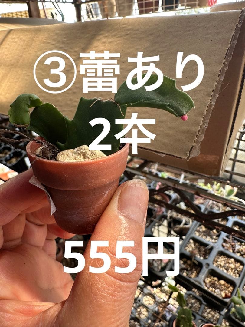 ゆう様♪バラ咲きデンマークカクタス