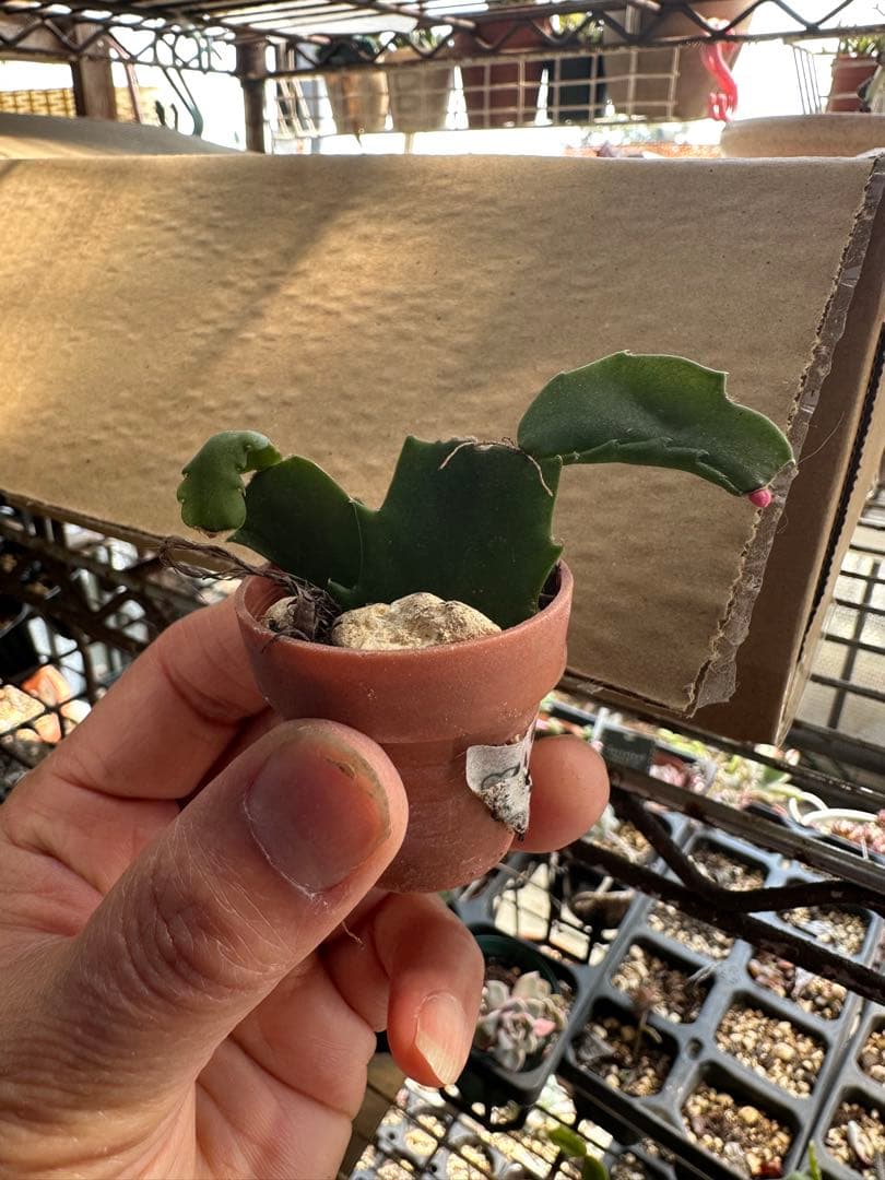 ゆう様♪バラ咲きデンマークカクタス