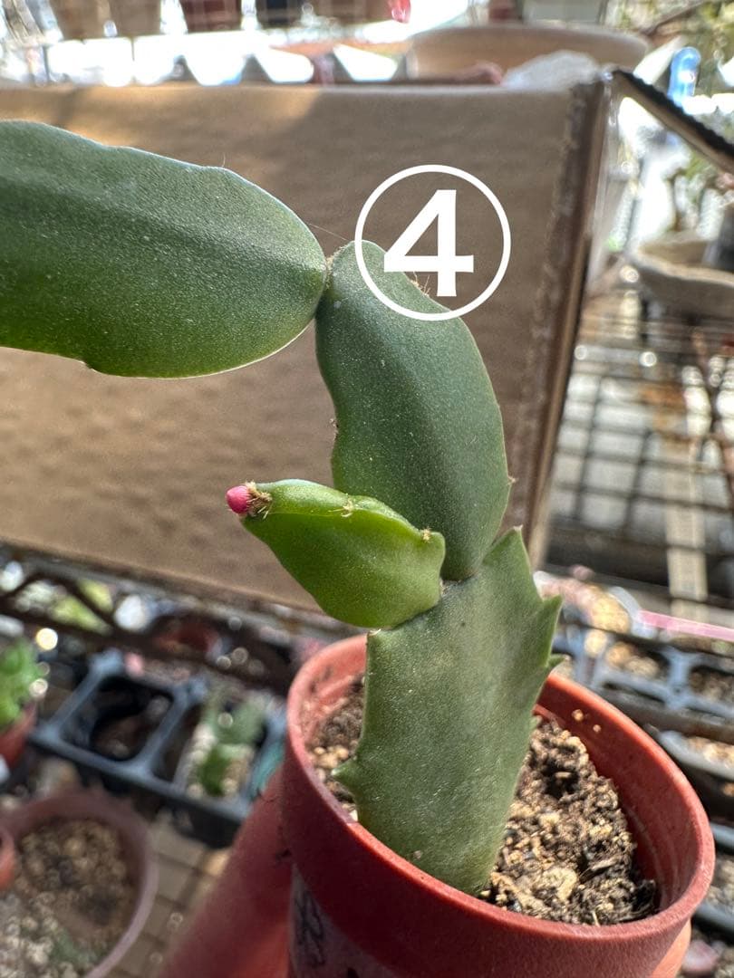 ゆう様♪バラ咲きデンマークカクタス