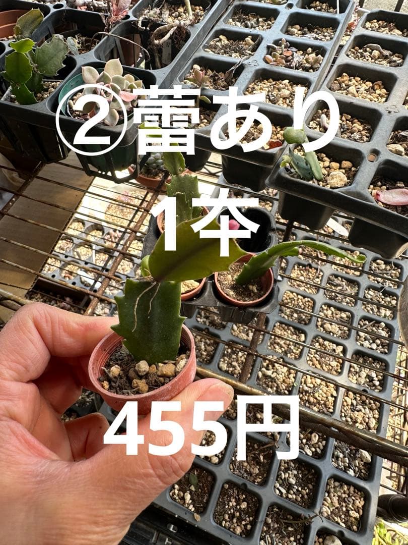 ゆう様♪バラ咲きデンマークカクタス