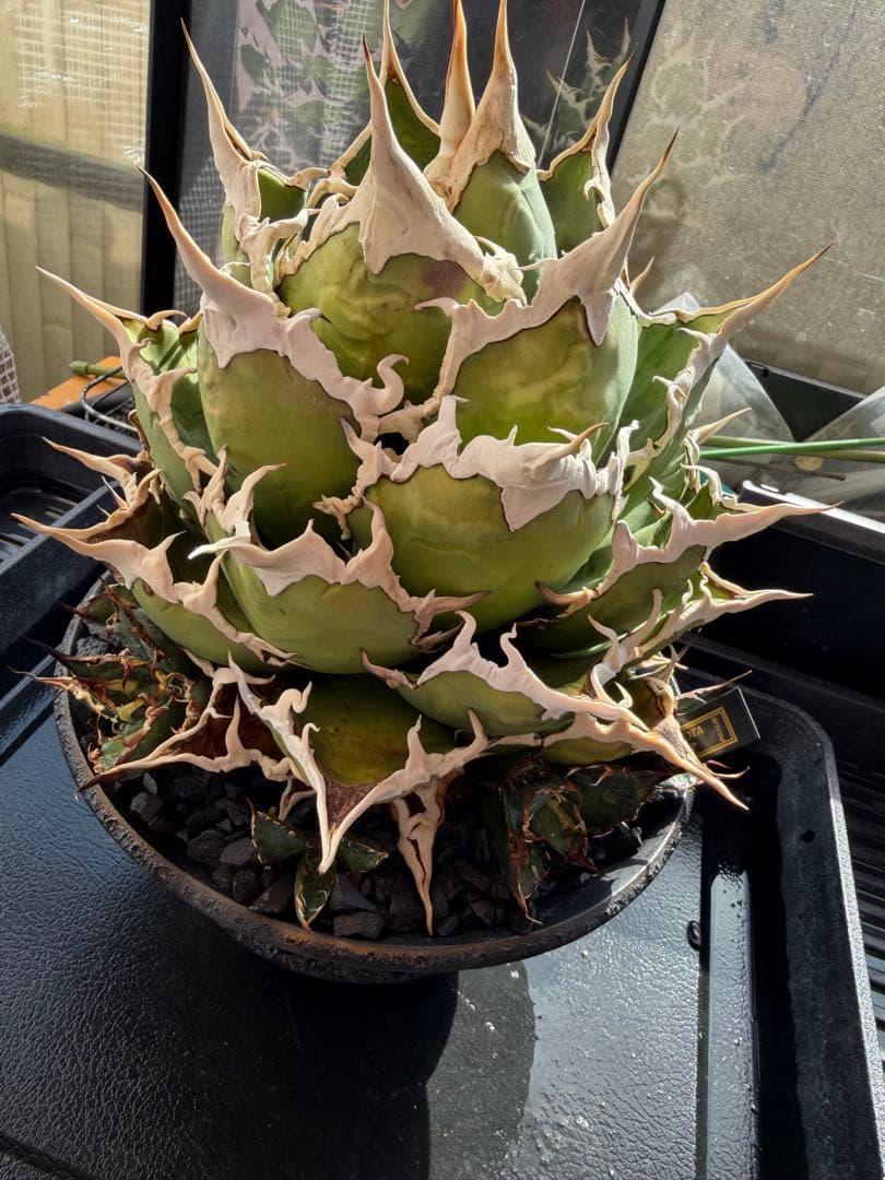 アガベ シーザー 凱撒 親株 カタチ製作所 オテロイ　ビースト　悪魔