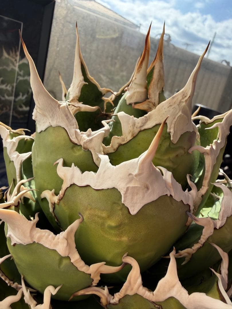 アガベ シーザー 凱撒 親株 カタチ製作所 オテロイ　ビースト　悪魔