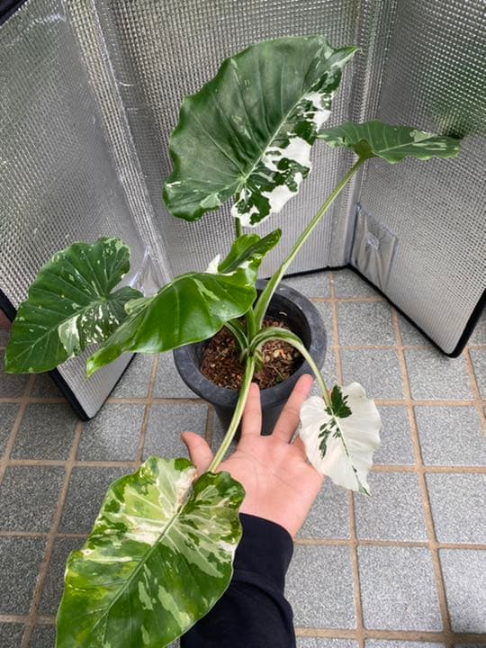 斑入り クワズイモ 2苗セット 値段交渉受付中