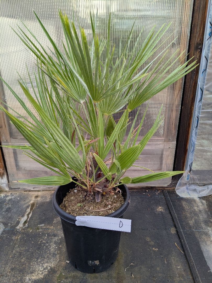 値下げしました！現品販売　チャメロプス　フリミス　8号大株　D