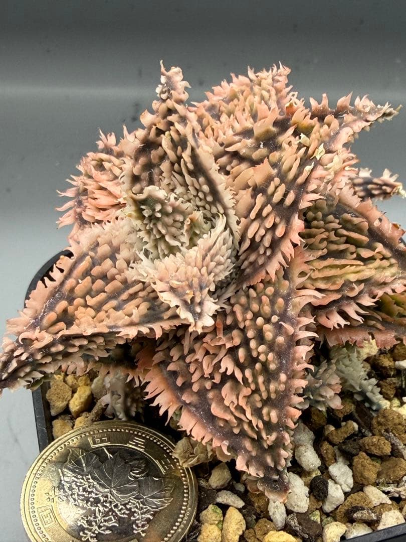 アロエ　ハイブリッド　Aloe hybrid 第四種　FEー20