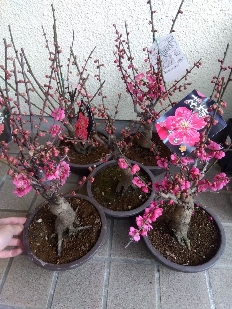 梅　盆栽　6号鉢つき　特価5鉢セット❗　あ