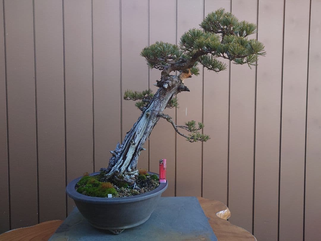 盆栽　松国宝　五葉松　樹高48cm