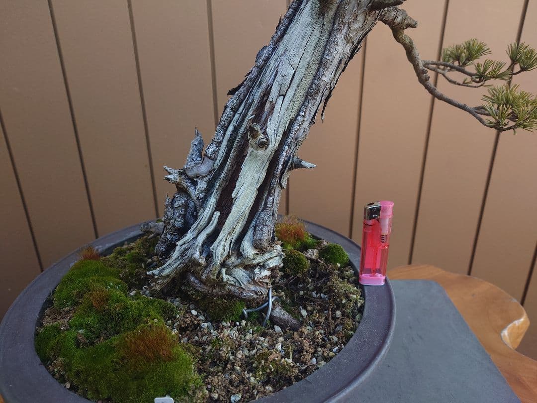 盆栽　松国宝　五葉松　樹高48cm