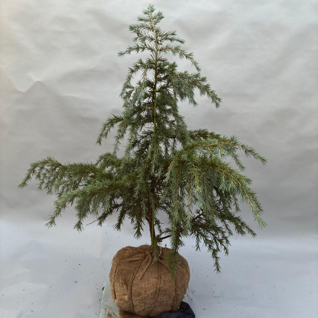 ヒマラヤスギ　フィーリンブルー