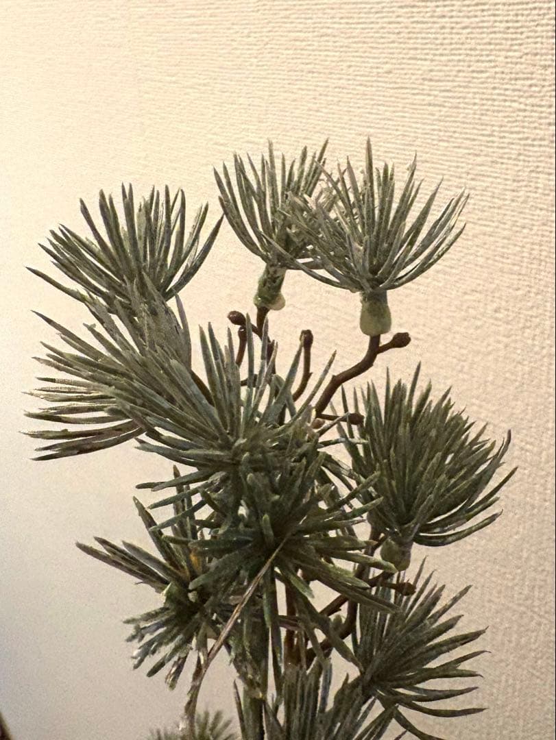 オルネ ド フォイユ　クリスマスツリー ＸLサイズ