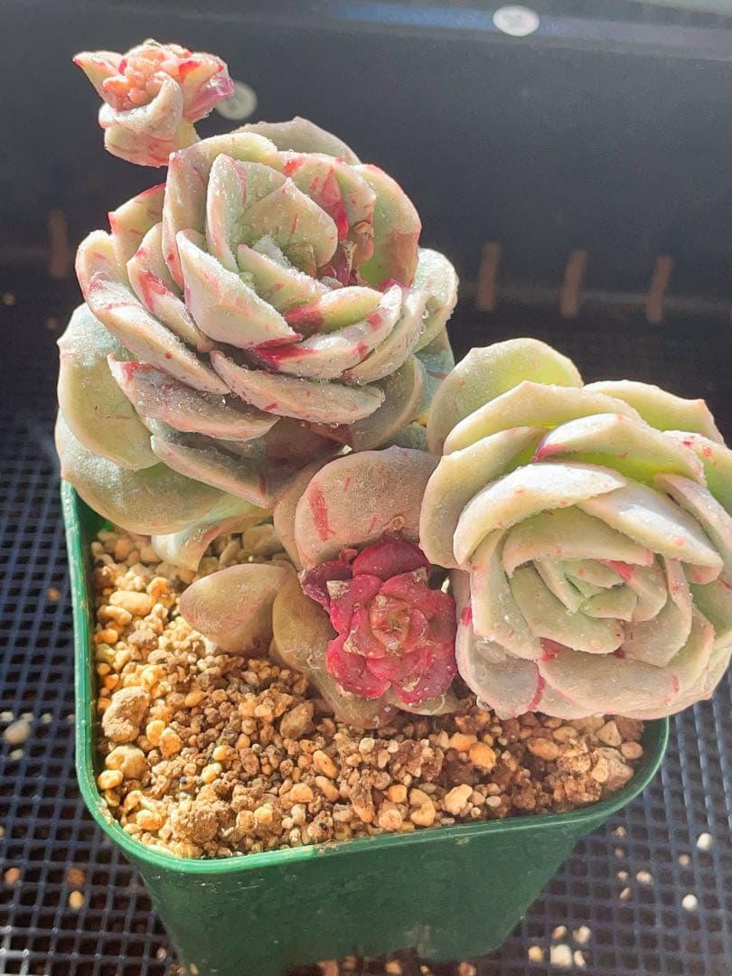 ラブリーローズ錦　赤斑　　エケベリア 超美斑　多肉植物　四頭とも美斑入り　20