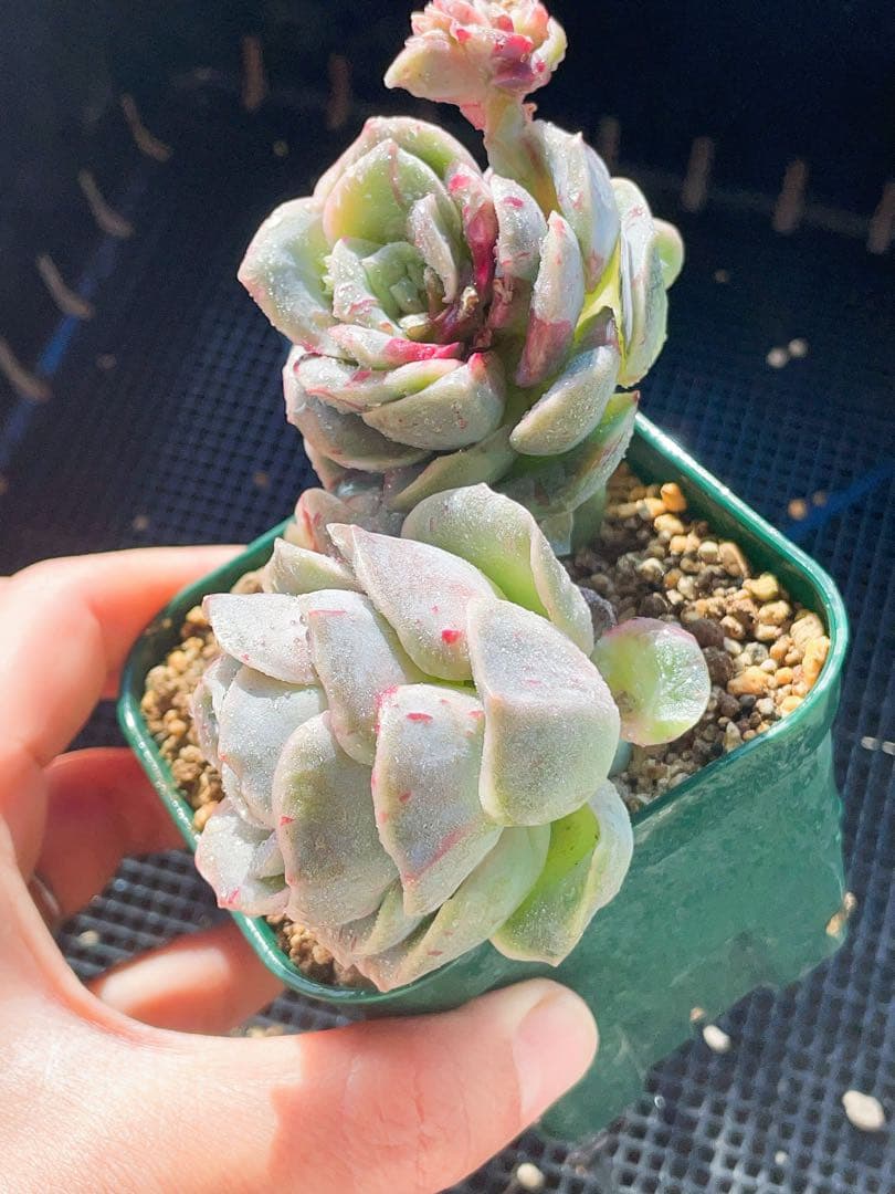 ラブリーローズ錦　赤斑　　エケベリア 超美斑　多肉植物　四頭とも美斑入り　20