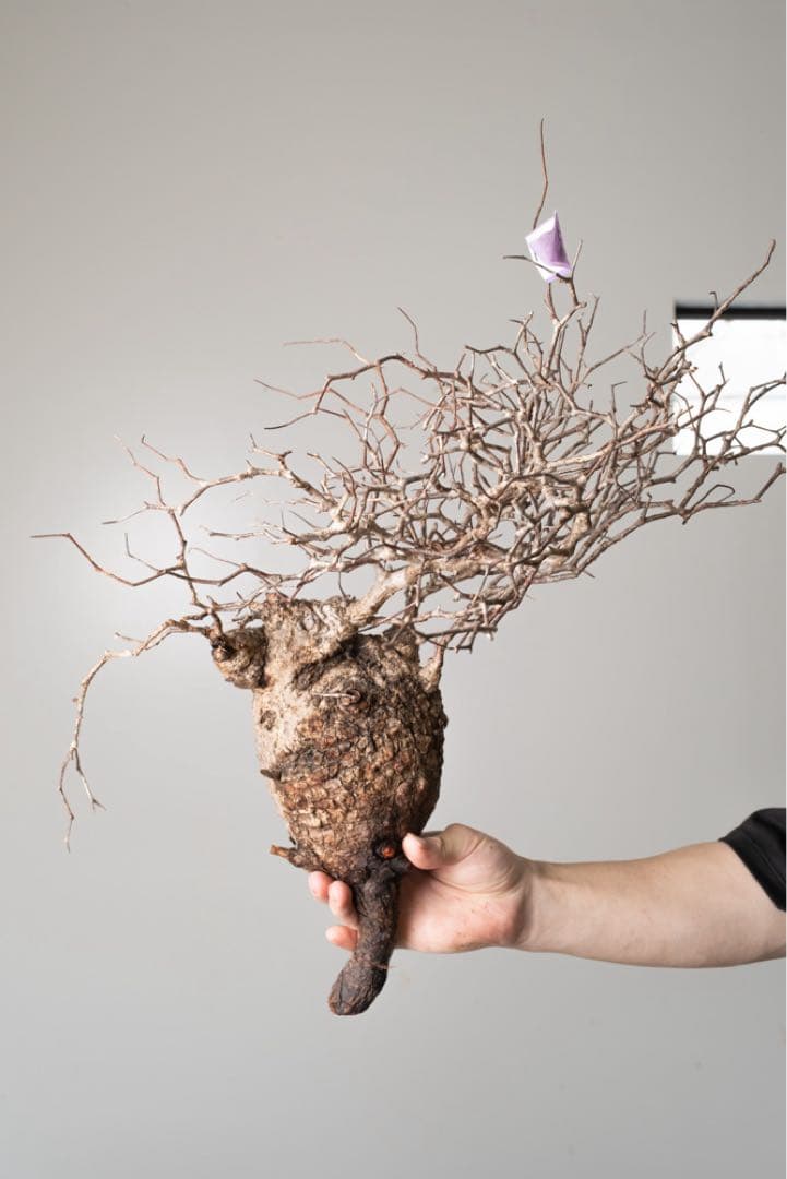 kk109 オペルクリカリア パキプス ベアルート株