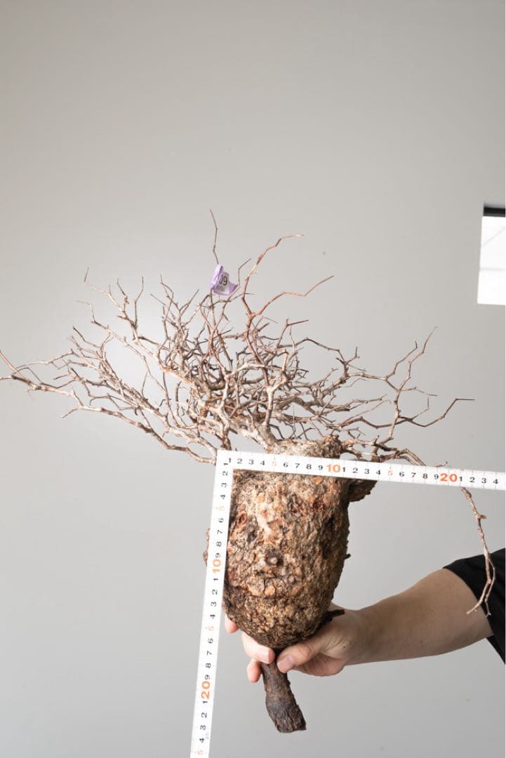 kk109 オペルクリカリア パキプス ベアルート株