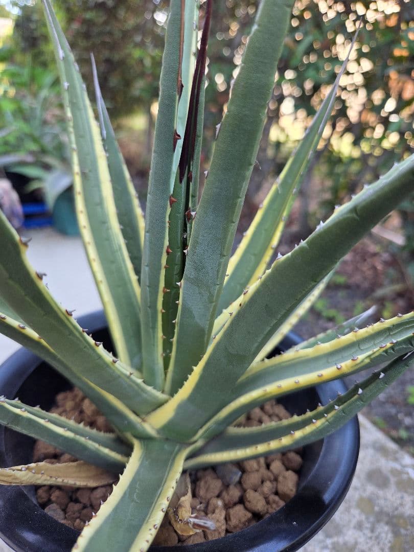 アガベ　ユタエンシス　カイバベンシス錦　斑入り