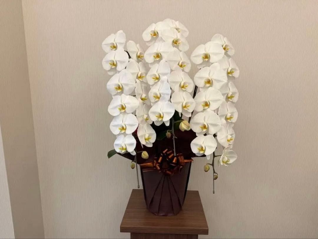 大輪胡蝶蘭　ホワイト3本立ち39輪 ラッピング有！送料無料！