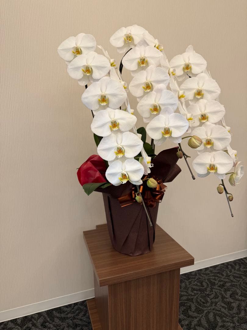 大輪胡蝶蘭　ホワイト3本立ち39輪 ラッピング有！送料無料！