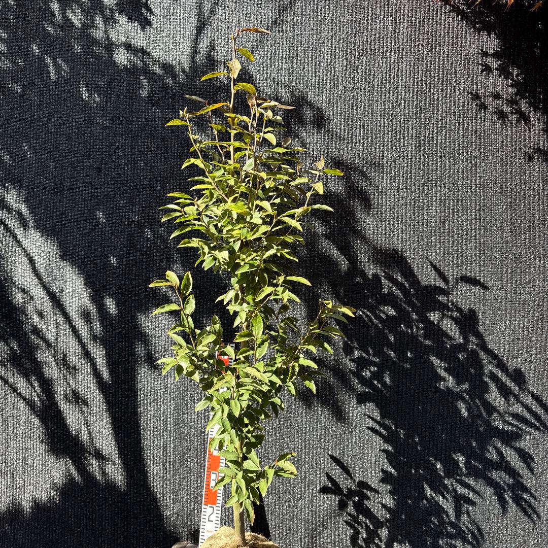 ヤマコウバシ　【品番3430】