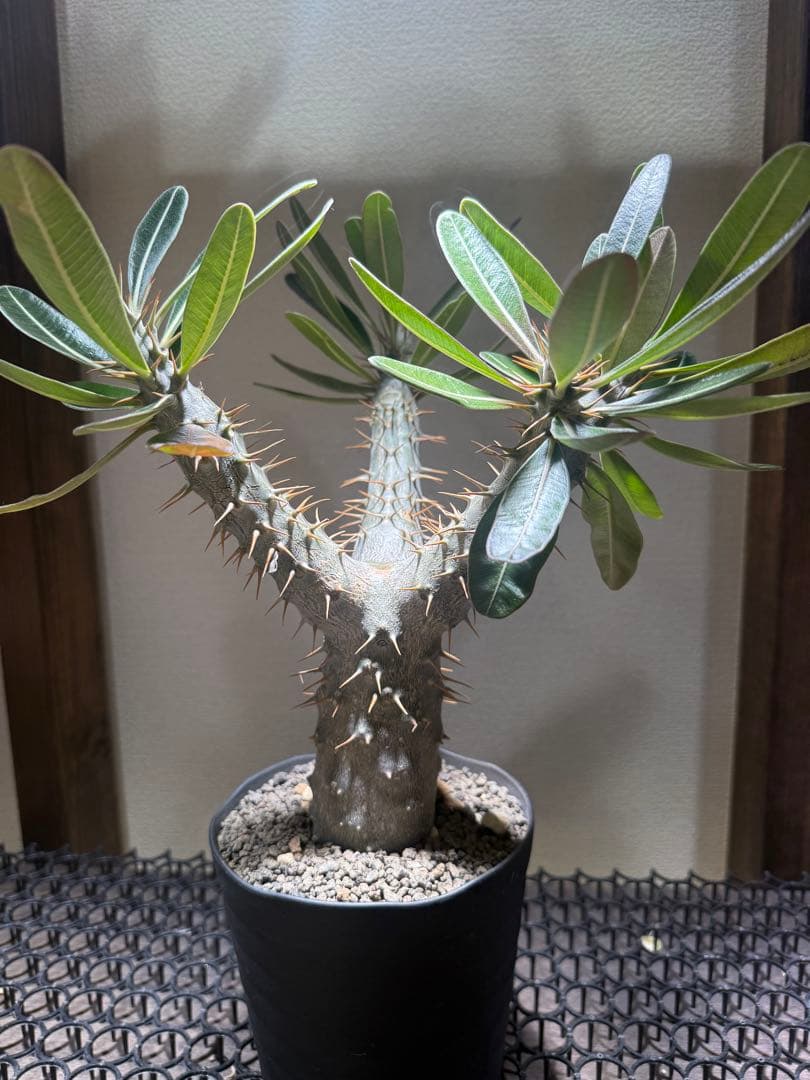 パキポディウムロスラーツム　実生　発根済み