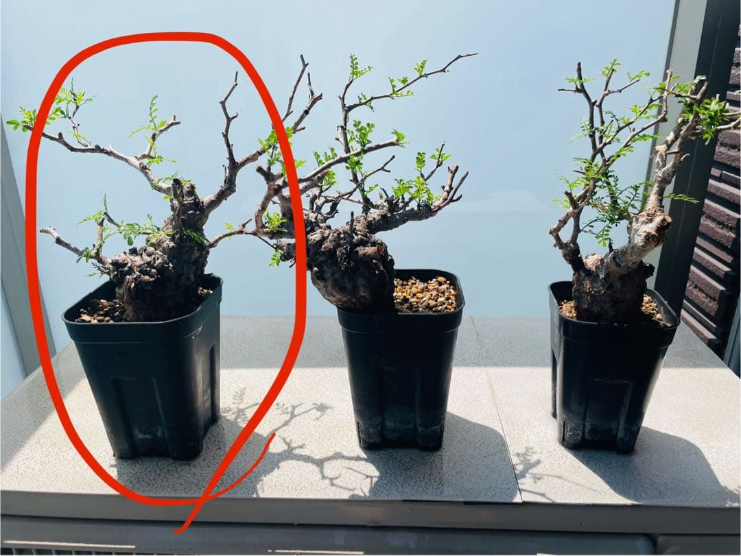 【発根済み限定3株】オペルクリカリア・パキプス②