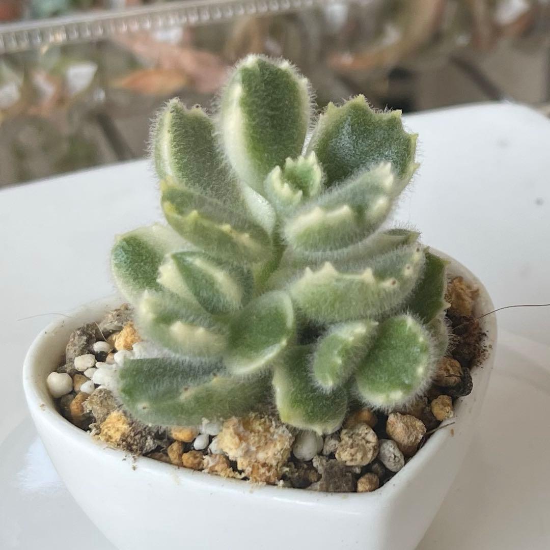 おまとめ中！多肉植物^o^  熊童子錦　白斑