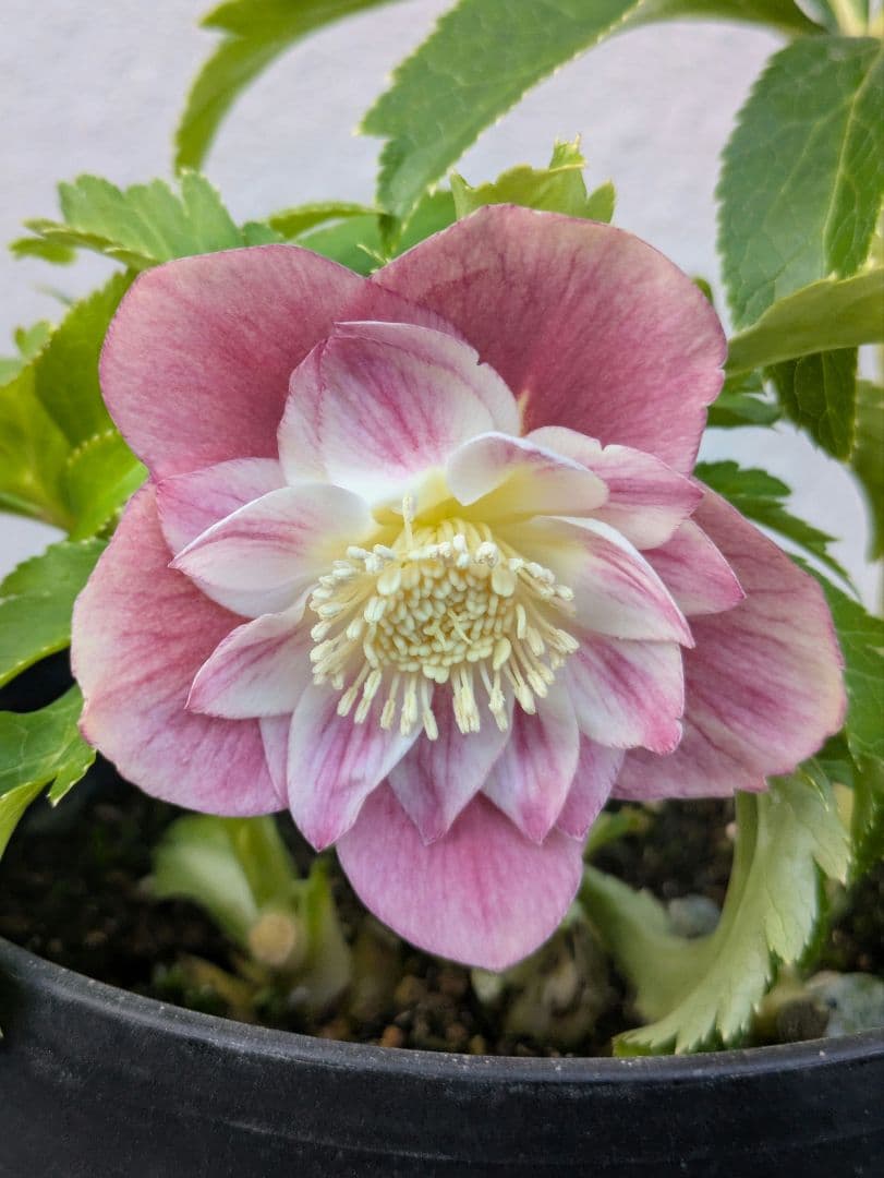 広瀬園芸 クリスマスローズ オーレア系ピンクグラデーションdd※訳あり