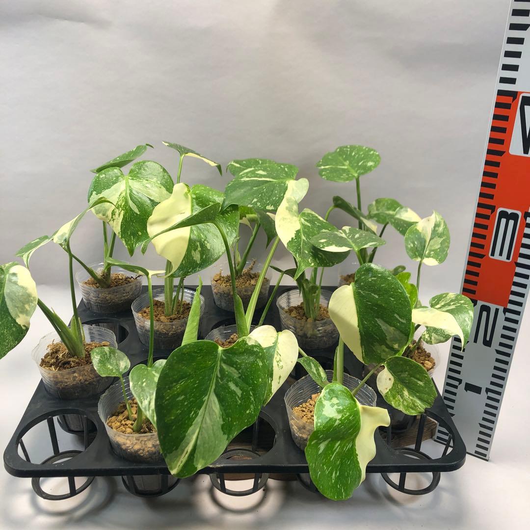 10株セット【特別選抜】モンステラ・タイコンステレーション 斑入り