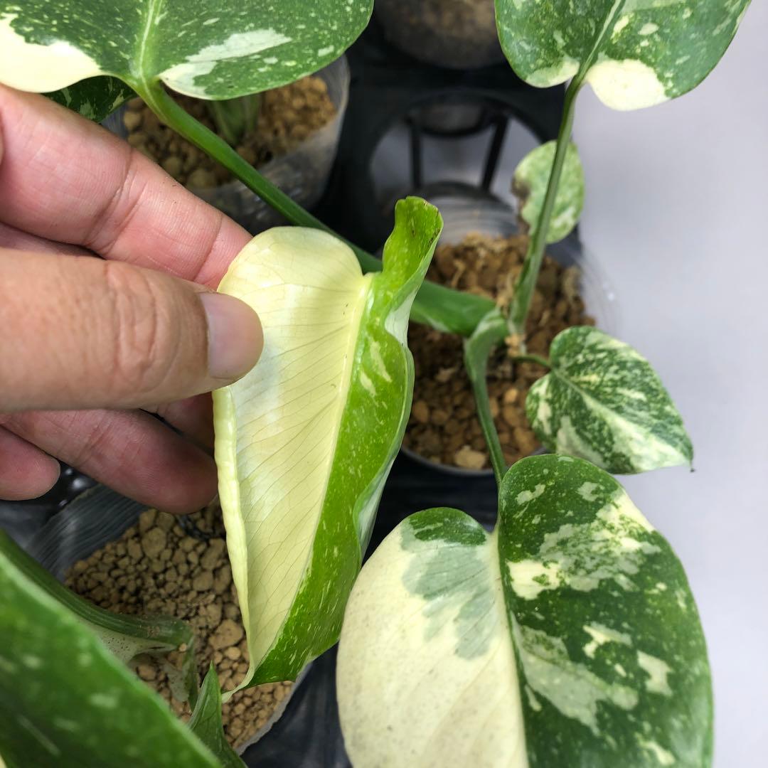 10株セット【特別選抜】モンステラ・タイコンステレーション 斑入り