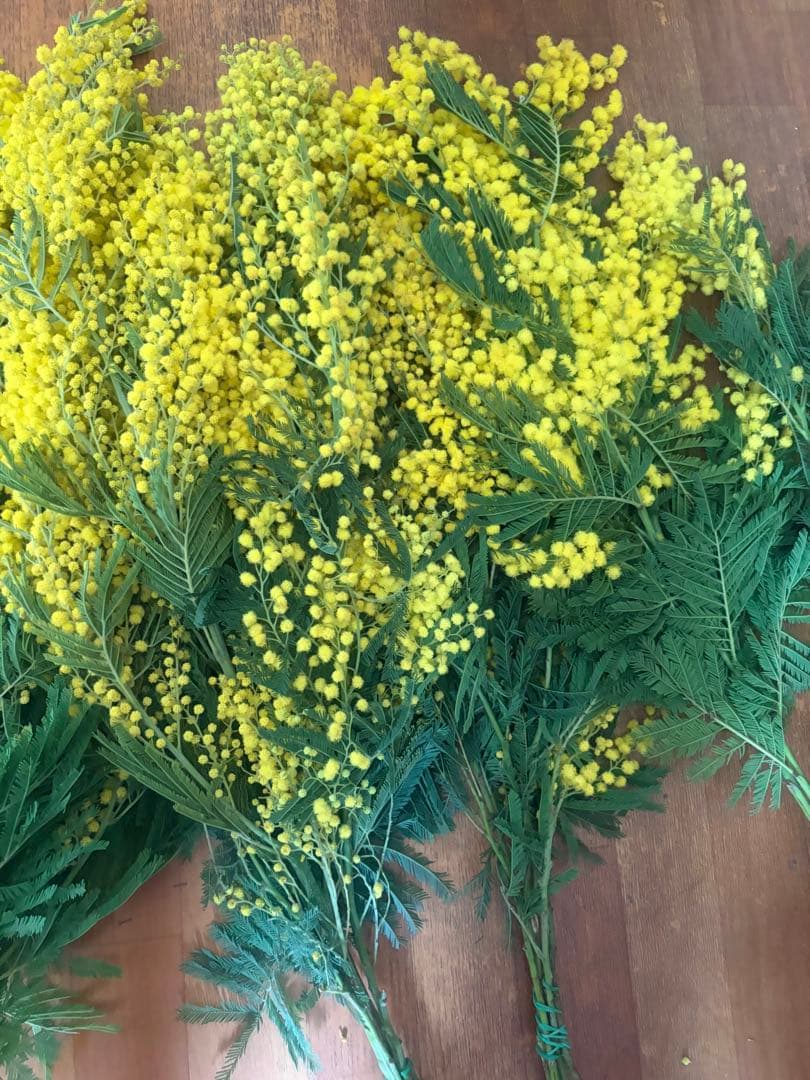 ミモザ生花切り売り販売1/17（土）小分け　ミランドール