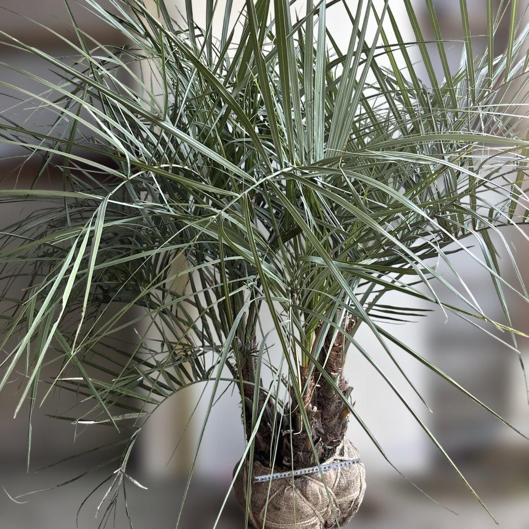 ココスヤシシルバーリーフ　三つ子株11