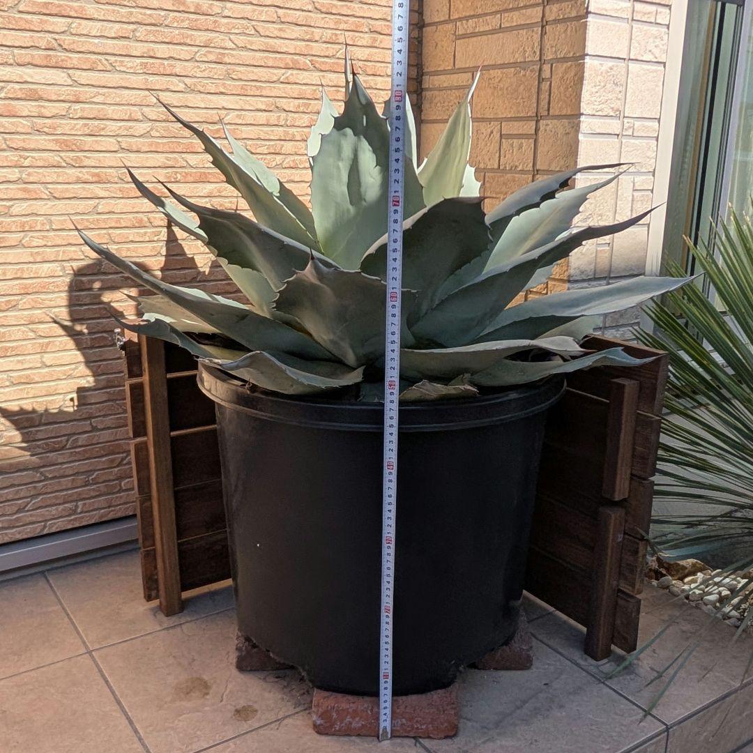 アガベ　オバティフォリアフロスティブルー　大株　鉢ごと　引き取り限定
