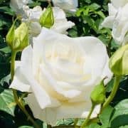 piro様ページ0100