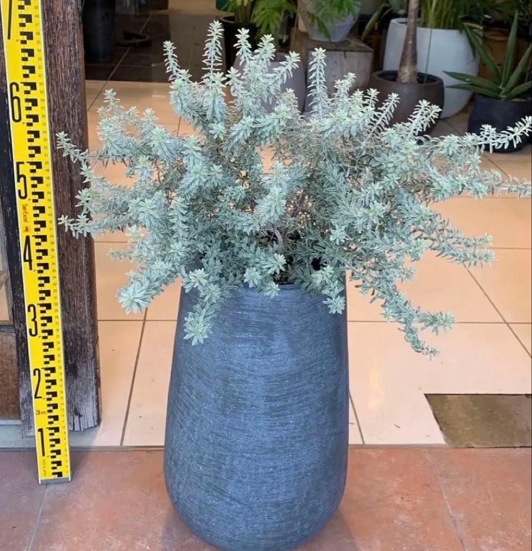 斑入り ウエストリンギア スモーキーホワイト ファイバー鉢