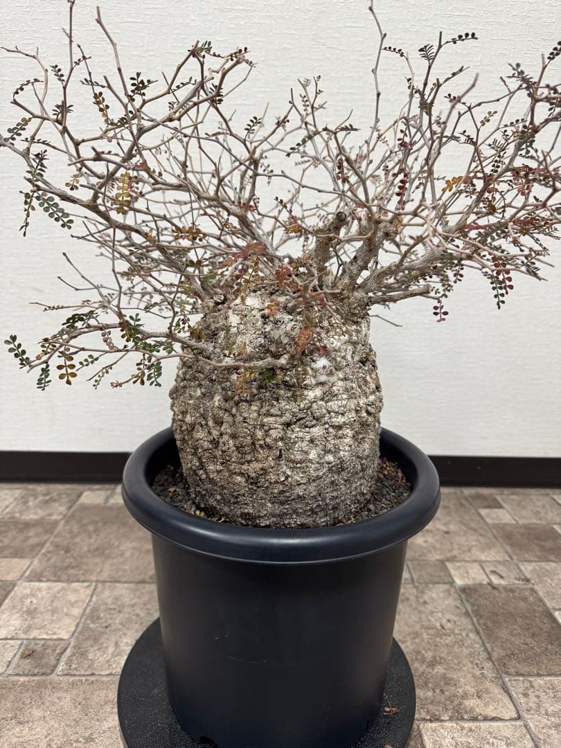 オペルクリカリア　パキプス　発根済み　まん丸　（検　アガベ　グラキリス　チタノタ