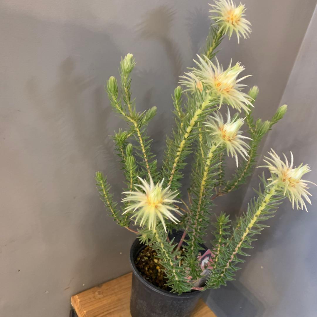 希少 フィリカ プベッセンス ハイドラ 1