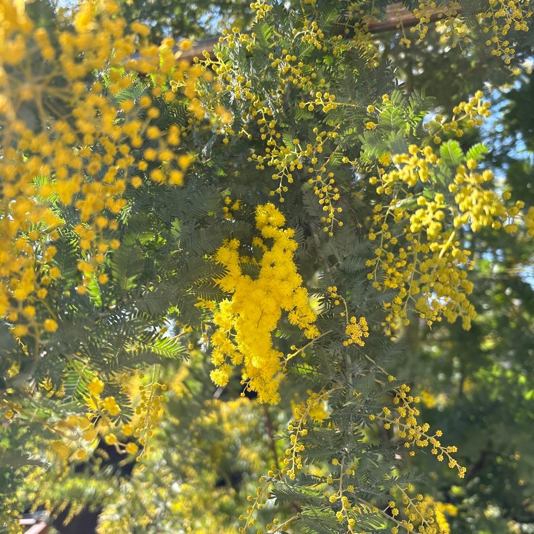 【ぶるーべりーじゃむさま専用】②フレッシュミモザ　無農薬　100サイズたっぷり