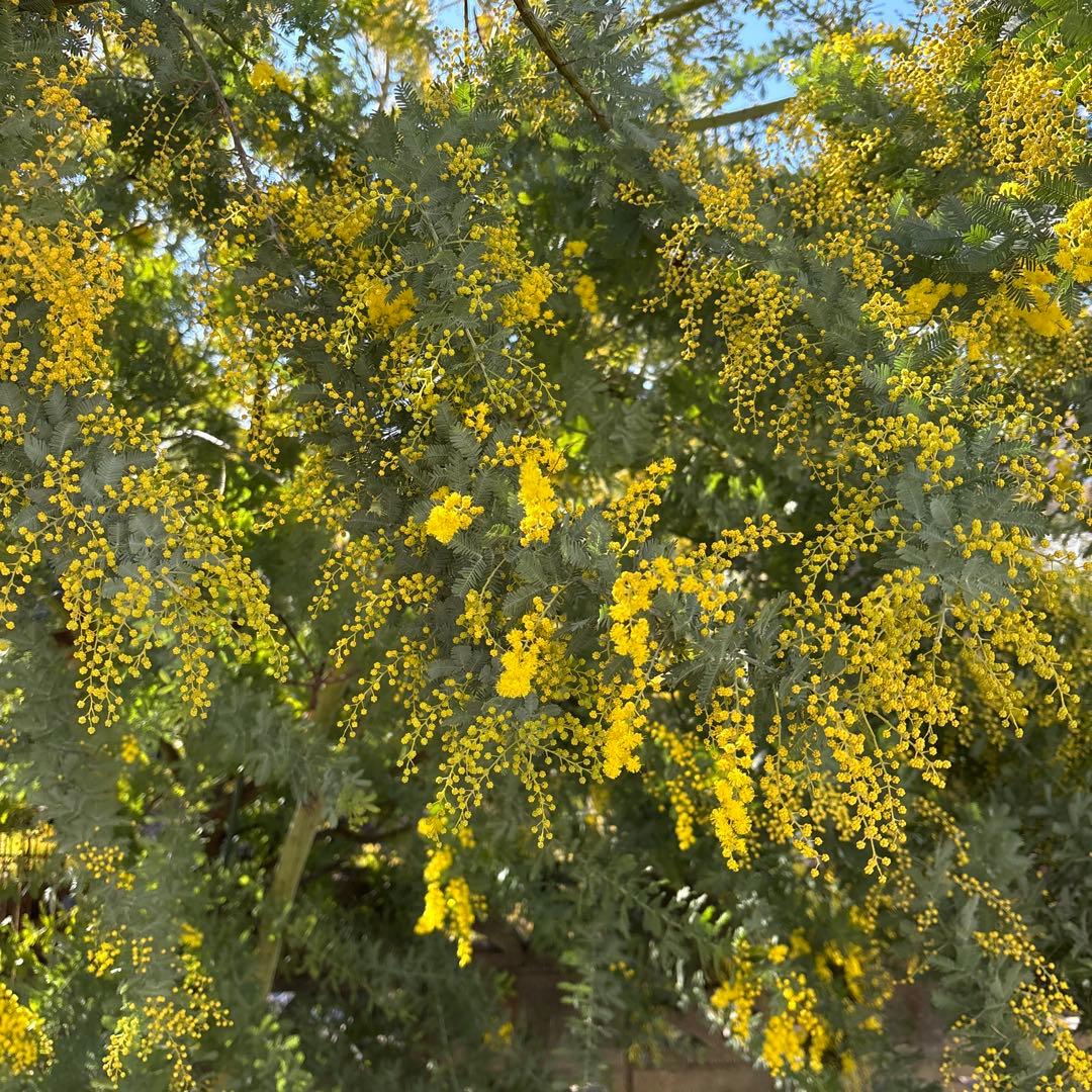 【ぶるーべりーじゃむさま専用】②フレッシュミモザ　無農薬　100サイズたっぷり