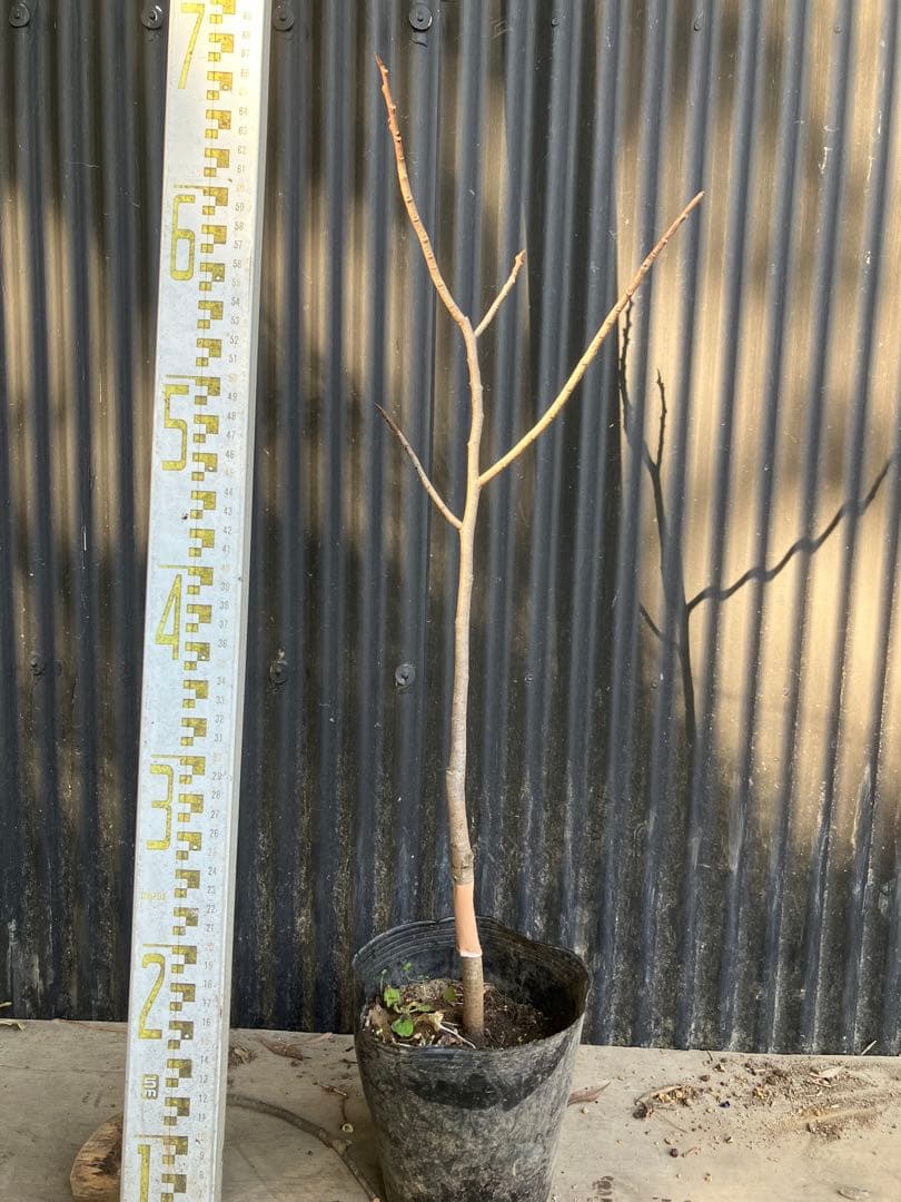 接木　ポポー　プロリフィック　苗木