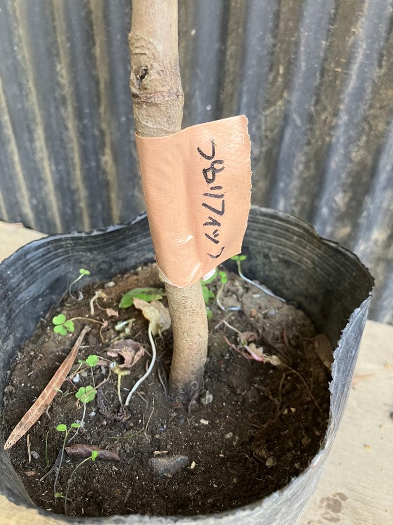 接木　ポポー　プロリフィック　苗木