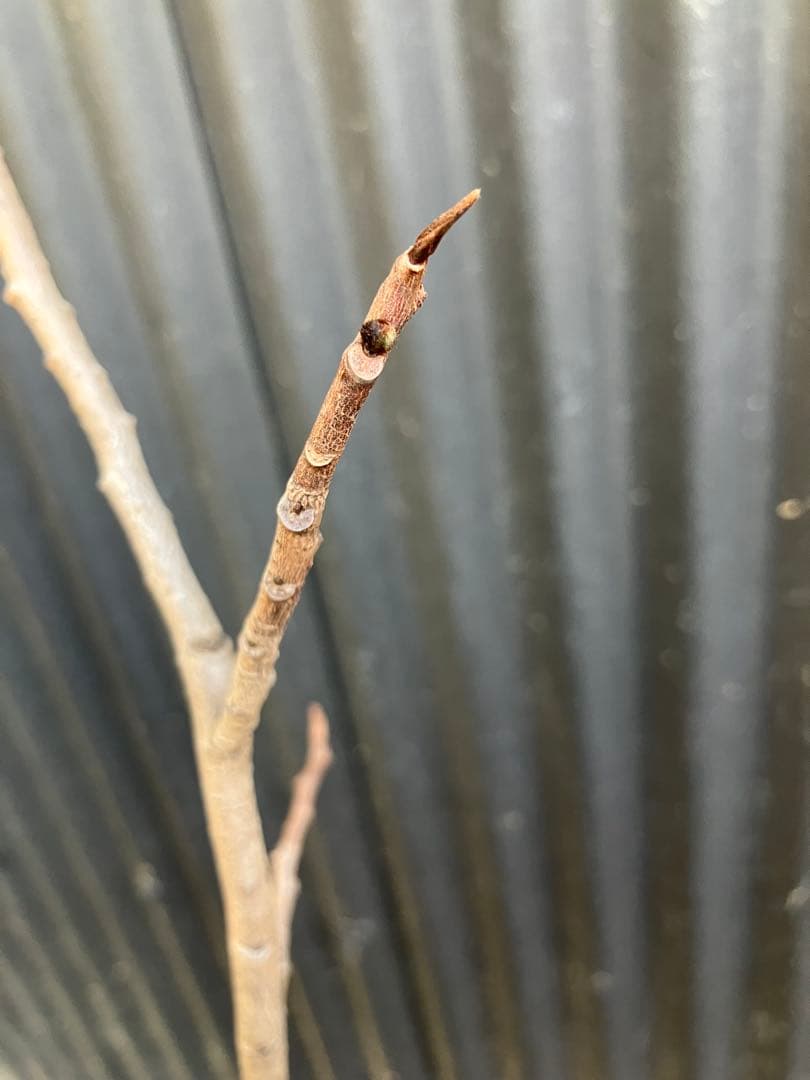 接木　ポポー　プロリフィック　苗木