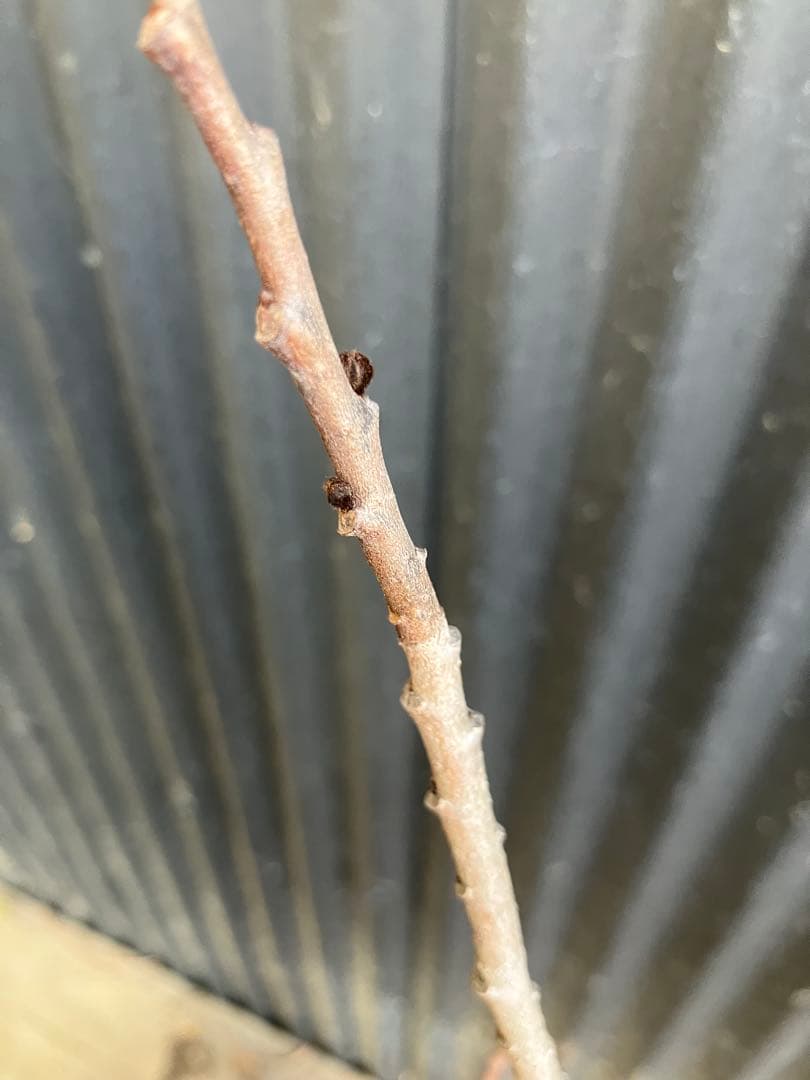 接木　ポポー　プロリフィック　苗木