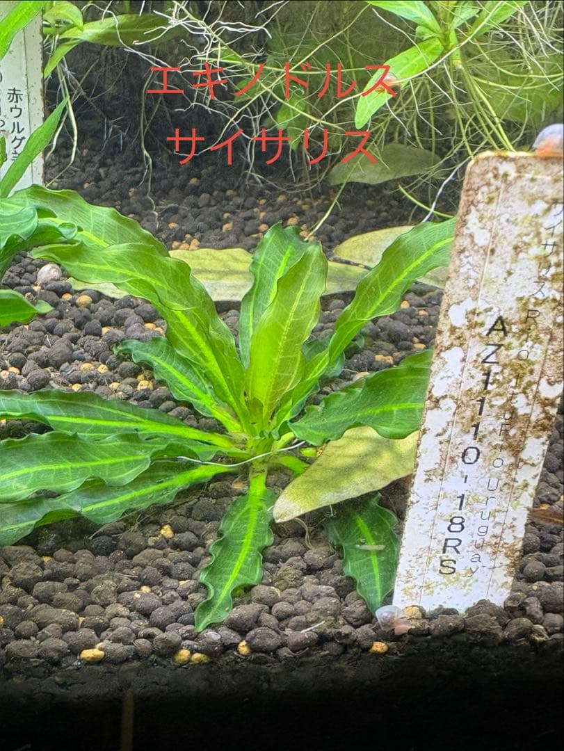 エキノドルス　サイサリス