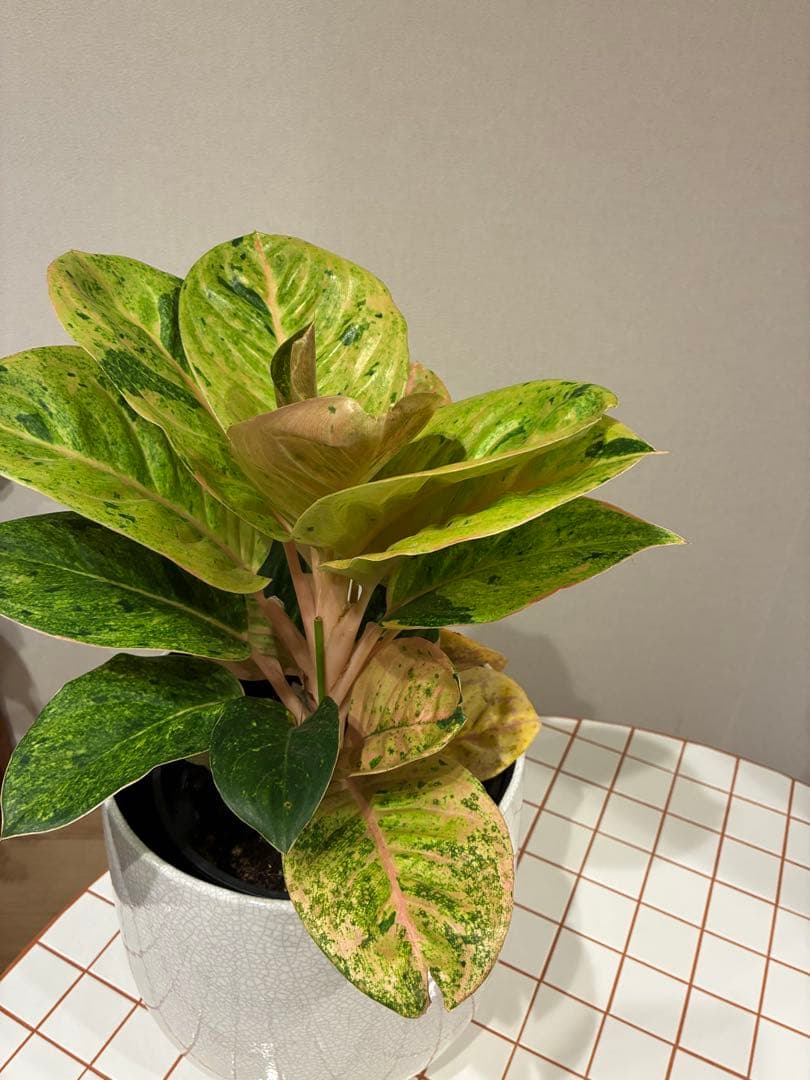 【希少】アグラオネマ・アップルファンタジー 7号