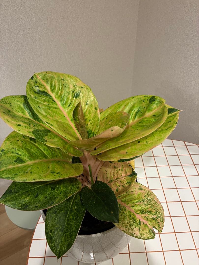 【希少】アグラオネマ・アップルファンタジー 7号