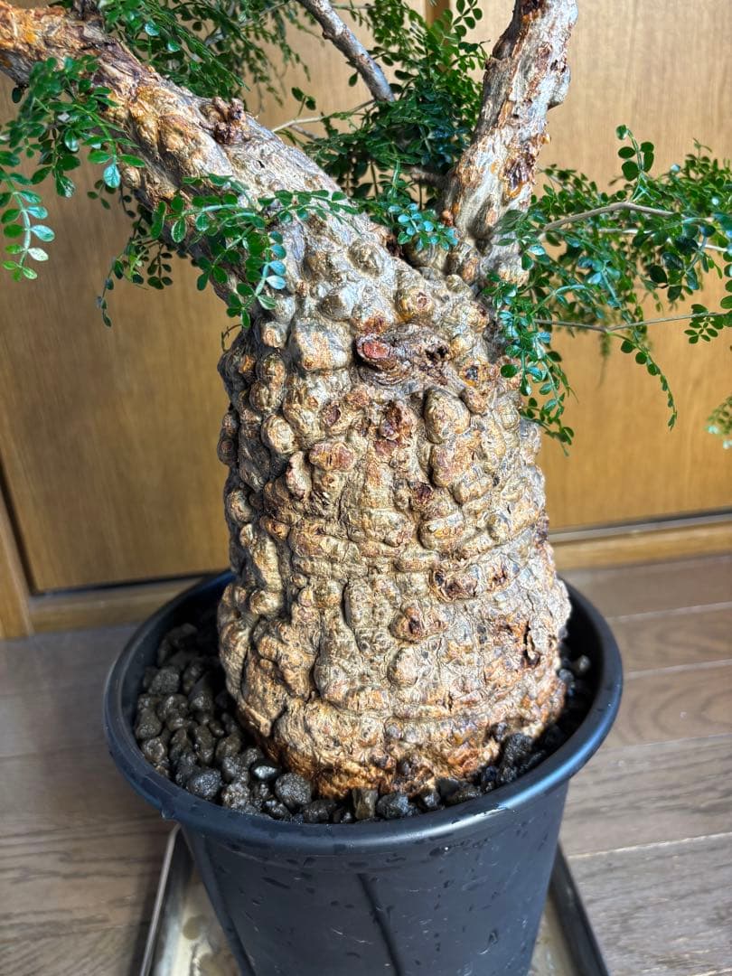 発根済み　オペルクリカリア　パキプス