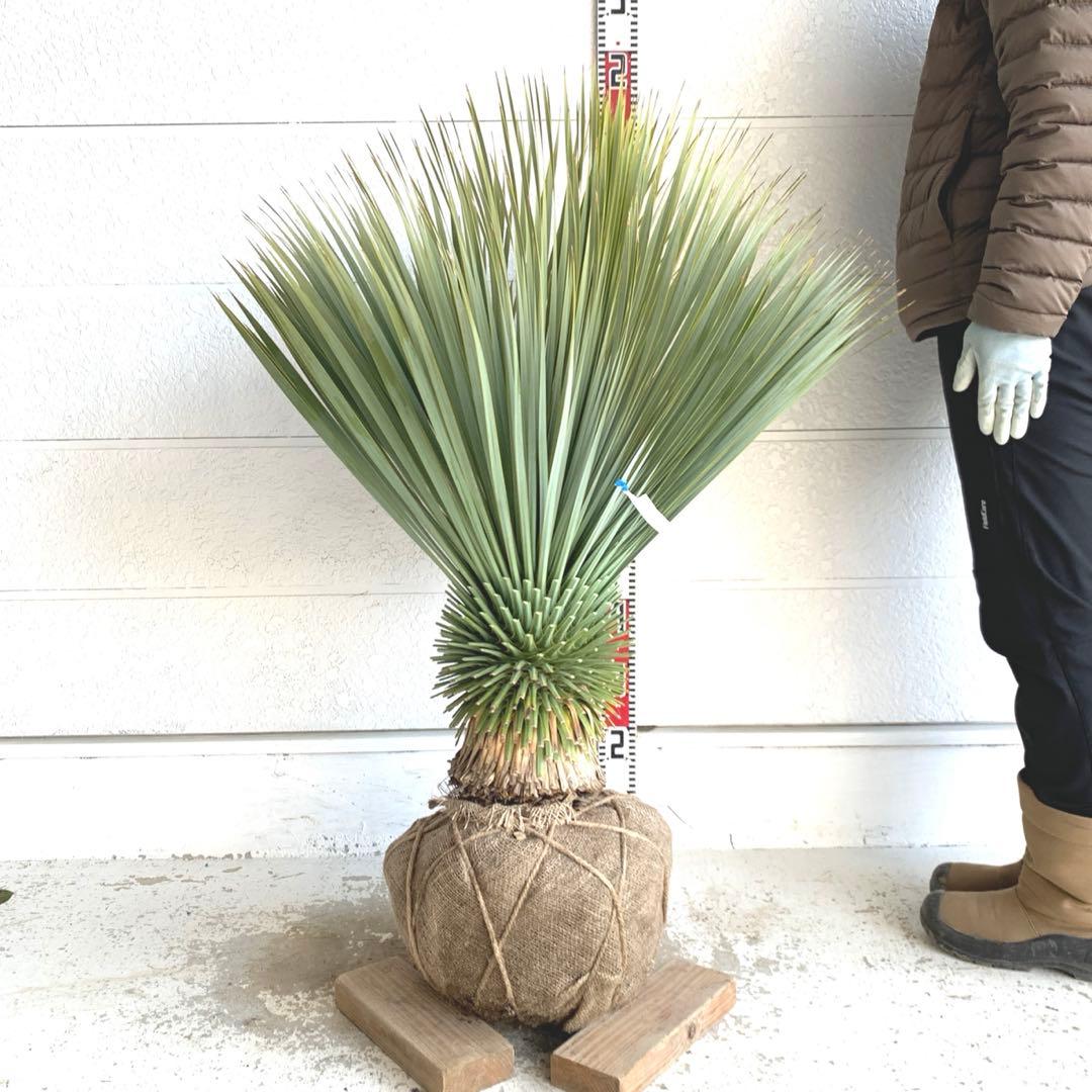 大株　ユッカロストラータ　約100cm 幹上がり　耐寒性　ドライガーデン　26