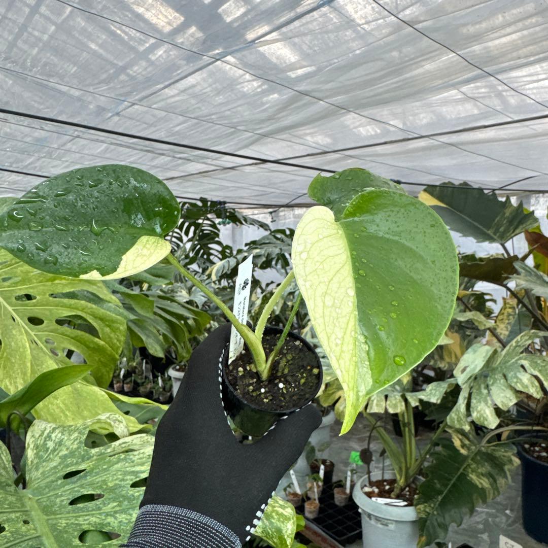 M1モンステラ　デリシオーサ　ミント　斑入り