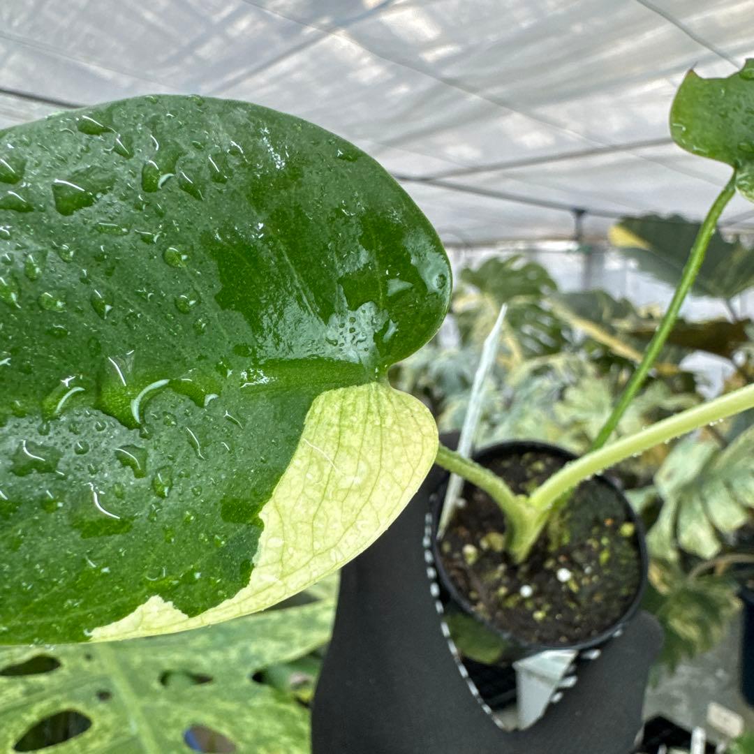 M1モンステラ　デリシオーサ　ミント　斑入り