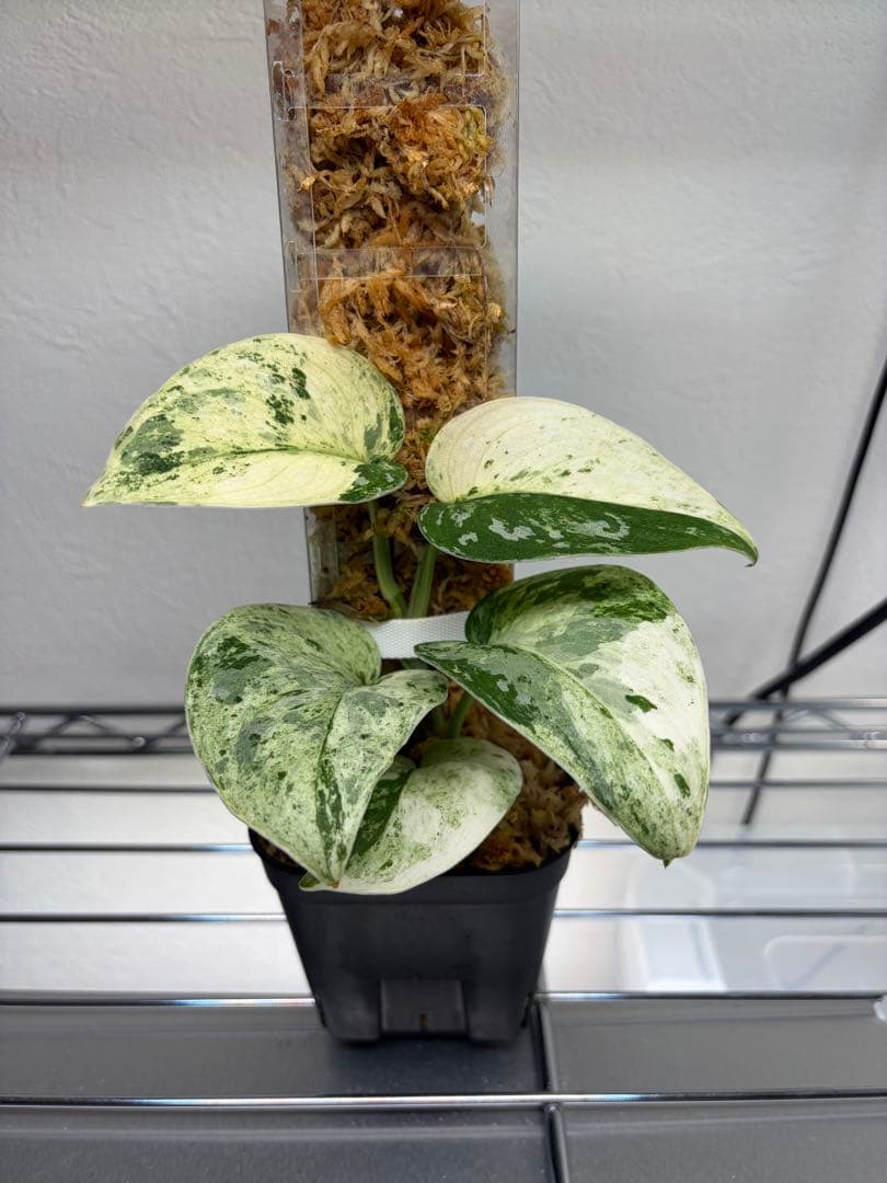 その他観葉植物 scindapsus permata